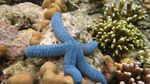 Snorkeling di Terumbu Karang Arfai Manokwari