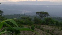 Pemandangan yang sejuk (Ariyanto)