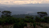 Hutan Soe yang hijau dan lebat (Ariyanto)