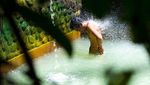 Spa Alami di Hot Spring Banjar