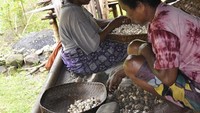 Kenari dari hasil mereka berkebun