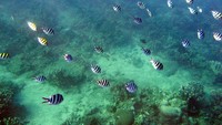 Ikan kecil penghuni laut Lovina