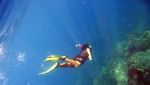 Suatu Pagi di Bawah Laut Lovina