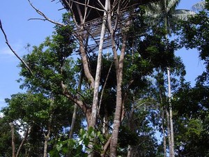 Suku Korowai, Penjaga Keseimbangan dan Kelestarian Hutan Papua yang Hijau dan Lebat