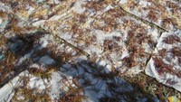 rumput laut