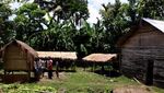 Susu Kuda Liar, Doping dari Sumbawa