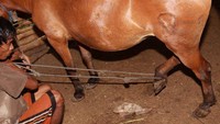 Kaki belakang kuda diikat  dulu sebelum diperah