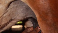 Dalam sehari bisa didapat 2 liter susu kuda liar