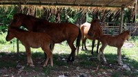 Kuda liar yang sedang menunggu untuk diperah susunya