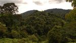 Taman Nasional Bukit Tigapuluh (TNBT)