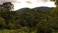 Taman Nasional Bukit Tigapuluh