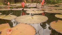 Teratai di Taman Nasional Bukit Tigapuluh