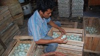 Mas Udin memilah telor untuk mandapatkan telor asin berkualitas.