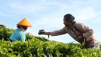 Menyapa Lebih Dekat Ibu Pemetik Daun Teh