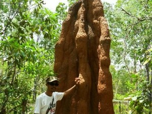 Terbuai Pesona Wasur