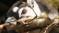 Lemur