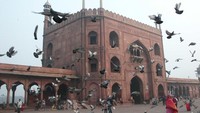 Ribuan burung dara di Masjid Jama (Foto: Syubhan)