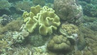 Koral keras dan lunak di Pulau Manem Numfor Provinsi Papua