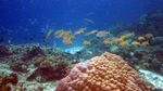 Terumbu Karang Pulau Manem yang Menawan