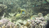 Terumbu Karang Pulau Manem di Provinsi Papua yang indah sekali