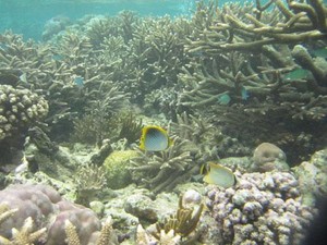 Terumbu Karang Pulau Manem yang Menawan
