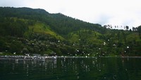 Burung Bangau di Kawasan Danau Toba