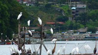 Burung Bangau di Kawasan Danau Toba