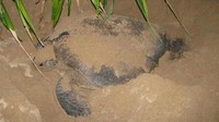 Penangkaran Penyu