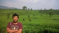Perkebunan teh kabawetan kabupaten kepahiang