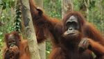 Yuk Kenalan dengan Orang Utan di Tanjung Puting