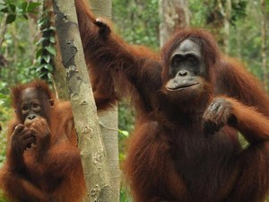 Yuk Kenalan dengan Orang Utan di Tanjung Puting