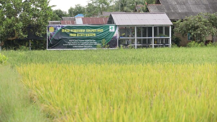 Food Estate Kalteng