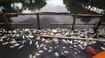 Penampakan Ikan yang Mati Mendadak di Setu Citongtut Bogor