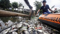 Ikan yang mati itu merupakan jenis mujair, gurame dan lain-lain dengan ukuran beragam.