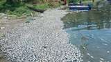 Ratusan Ton Ikan di Danau Maninjau Mati Mendadak