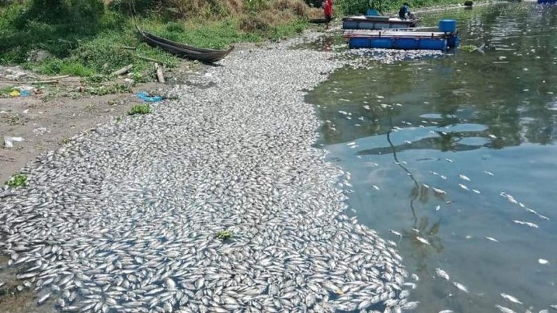 Ikan mati massal di Danau Maninjau.