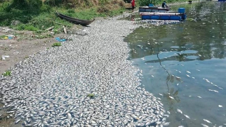 Ikan mati massal di Danau Maninjau. Ikan mati massal di Danau Maninjau.