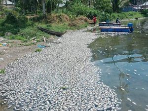 Ratusan Ton Ikan di Danau Maninjau Mati Mendadak