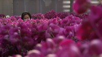 Chan mengatakan pandemi membuatnya tidak bisa bertemu dengan keluarga besar. Ia berharap dengan membelikan pot bunga untuk orang tuanya bisa membuat mereka merasa sedikit lebih bahagia.  