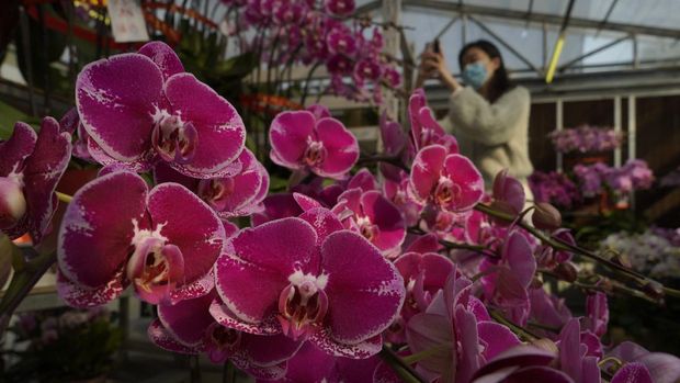 Jelang Imlek, Pasar Bunga di Hong Kong Lesu Gegara Corona Pots of citrus trees for Chinese New Year are displayed for sale at a real estate property agent store in Hong Kong Tuesday, Feb. 2, 2021. The Lunar New Year holiday is usually a busy period for flower farms in Hong Kong, which gear up to sell plum blossoms, orchids and daffodils at flower markets during the festive season. But the pandemic and restrictions on such festive markets this year has taken a toll on many farms, who worry that they may be left with an oversupply of flowers. (AP Photo/Kin Cheung)