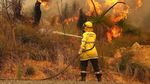 Kebakaran Hutan Australia Bikin 71 Rumah Rusak Berat
