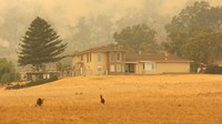 Lebih dari 200 petugas pemadam kebakaran berjuang memadamkan kebakaran hutan, dengan dibantu pesawat pemadam yang menyiramkan air dari udara. Dilaporkan bahwa lebih dari 3,5 juta hektare lahan terbakar di seluruh Australia Barat selama kebakaran hutan akibat perubahan iklim tahun 2019-2020.