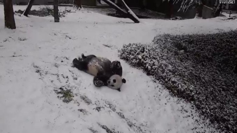Panda raksasa main salju Panda raksasa main salju
