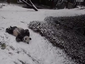 Gemas! Lihat Deh Serunya Panda Raksasa Ini Main Seluncuran Salju