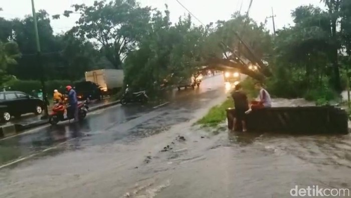 pohon tumbang di pasuruan