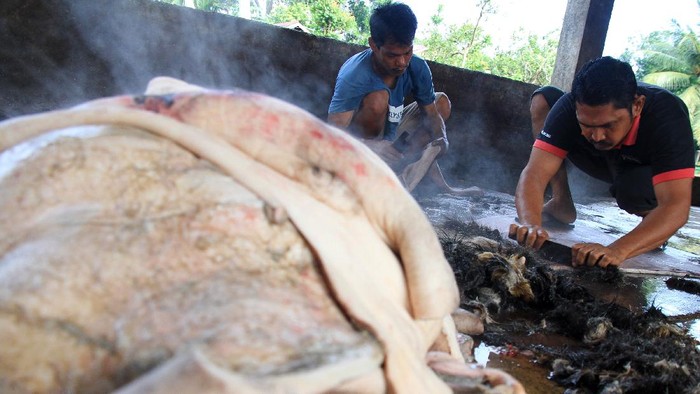 PRODUKSI KERUPUK KULIT TERKENDALA BAHAN BAKU Pekerja membersihkan bulu pada kulit kerbau saat proses pembuatan kerupuk kulit di Desa Ujong Tanjong, Kecamatan Meureubo, Aceh Barat, Aceh, Rabu (3/2/2021). Pelaku usaha menyatakan, sejak enam bulan terakhir produksi kerupuk kulit menurun hingga 65 persen dari biasanya akibat terkendala pasokan bahan baku kulit dari distributor. ANTARA FOTO/Syifa Yulinnas/hp.