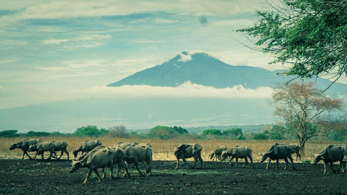 Savana Bekol, Kampung Warna-warni Malang, dan Danau Kelimutu