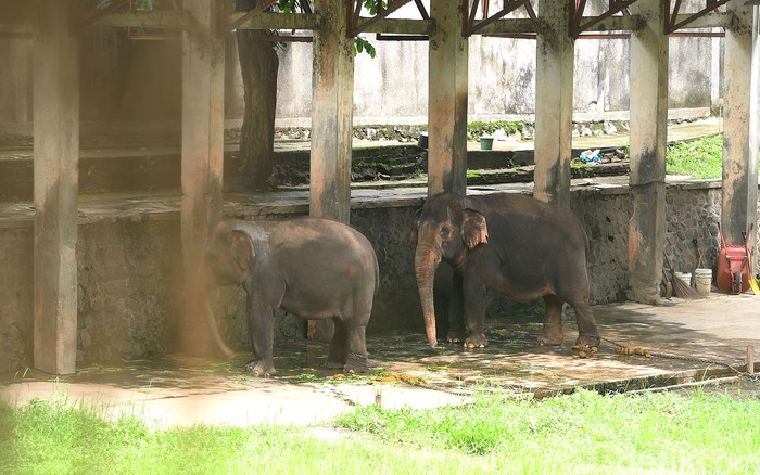 Taman Satwa Taru Jurug atau Solo Zoo