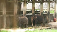 Taman Satwa Taru Jurug terhitung 1 Februari ditutup ini untuk ronde kedua setelah sebelumnya sempat ditutup pada bulan Maret hingga Juni 2020.