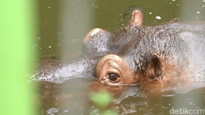 Taman Satwa Taru Jurug atau Solo Zoo